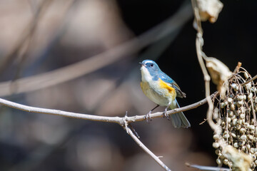 木の実を食べる幸せの青い鳥、可愛いルリビタキ（ヒタキ科）。

日本国東京都文京区、小石川植物園にて。
2024年2月11日撮影。

A happy blue bird, the lovely Red-flanked Bluetail (Tarsiger cyanurus, family comprising flycatchers) eating nuts.

At Koishikawa bota