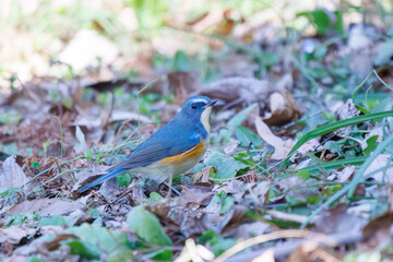 木の実を食べる幸せの青い鳥、可愛いルリビタキ（ヒタキ科）。

日本国東京都文京区、小石川植物園にて。
2024年2月11日撮影。

A happy blue bird, the lovely Red-flanked Bluetail (Tarsiger cyanurus, family comprising flycatchers) eating nuts.

At Koishikawa bota