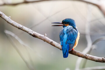可愛いカワセミ（カワセミ科）。

日本国東京都文京区、小石川植物園にて。
2024年2月11日撮影。

Lovely Kingfisher (Alcedo atthis, family comprising kingfishers).

At Koishikawa botanical garden, Bunkyo-ku, Tokyo, Japan,
photo by February 11, 20