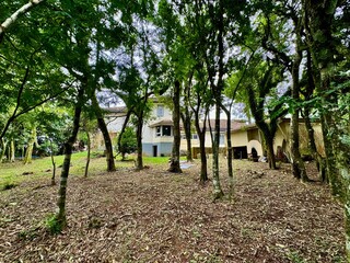 Quintal de casa arborizado, arvores nativas