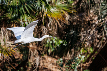 飛び立つ美しいコサギ（サギ科）。

日本国東京都文京区、小石川植物園にて。
2024年2月11日撮影。

Beautiful Little egret (Egretta garzetta, family comprising egrets) in flight.

At Koishikawa botanical park, Bunkyo-ku, Tokyo, Japan,
photo by Feb
