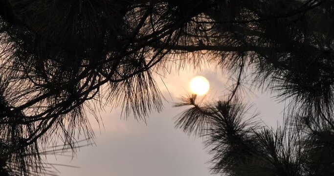 (Pinus merkusii)Silhouette of a pine tree with a beautiful sunset, pine tree with a big sun	