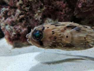 Obraz premium fish in aquarium