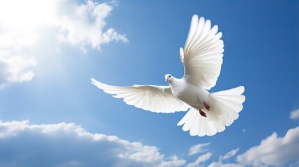Fototapeta premium White dove flying .Dove in the air with wings wide open in the bright blue sky