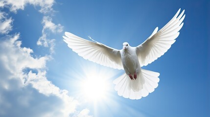 Obraz premium White dove flying .Dove in the air with wings wide open in the bright blue sky