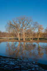 reflection of trees in the water