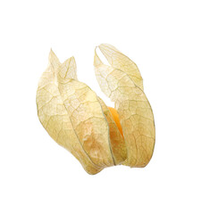 Fototapeta premium Ripe physalis fruit with calyx isolated on white