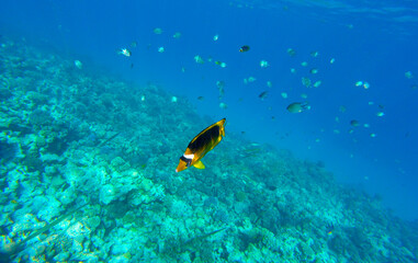 Fototapeta na wymiar coral in the red sea for background