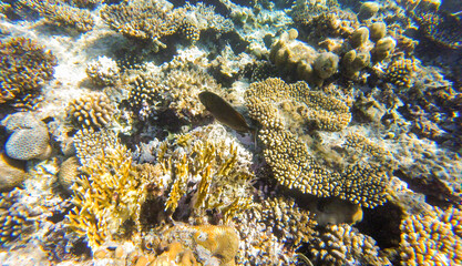 coral in the red sea for background