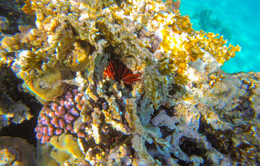 coral in the red sea for background