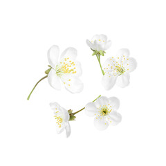 Beautiful spring tree blossoms falling on white background