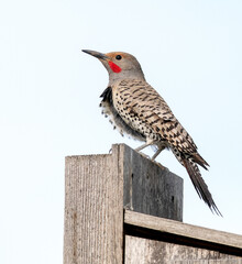 Northern Flickers in action around a nesting box.