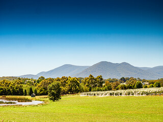  Yarra Valley Netted Vines