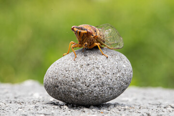 Closeup image of cicada. 
