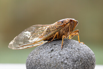 Closeup image of cicada. 
