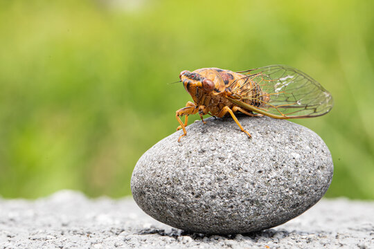 Closeup image of cicada. 
