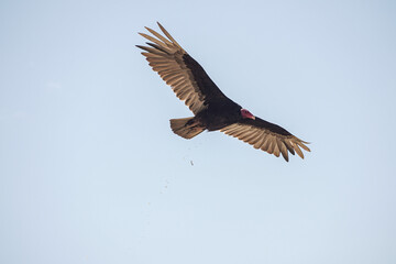turkey vulture