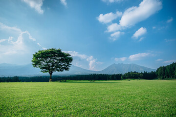 Mountain range, grassland, and one tree in Aso, Japan - obrazy, fototapety, plakaty