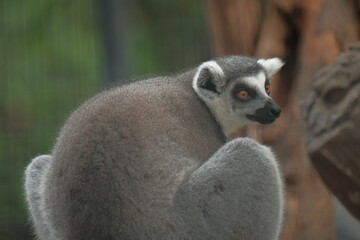 Zoology cute grey lemur funny wildlife they are arts in nautre.