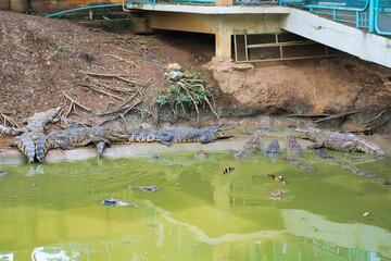 ブンシーファイ ワニ園　ピチット・タイ　พิพิธภัณฑ์จระเข้ บึงสีไฟ　