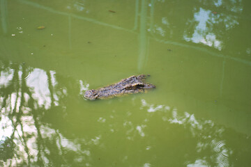 ブンシーファイ ワニ園　ピチット・タイ　พิพิธภัณฑ์จระเข้ บึงสีไฟ　