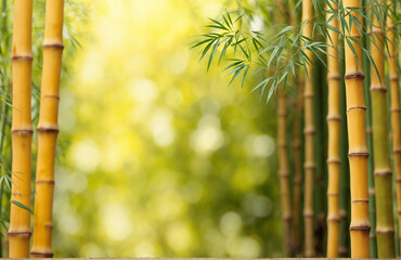Serene Morning in Lush Green Bamboo Forest: Nature's Zen Garden in Asia