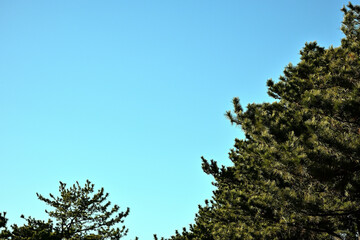 青空と松の木