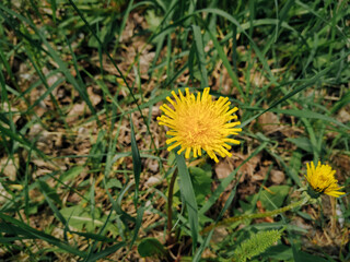 Yellow dandelion against a background of green grass close-up. Spring concept.
