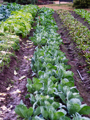 Rows Of Vegetables On Small Farm With Mud Between