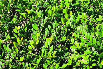 植栽　エクステリア