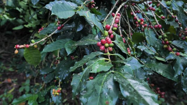 Coffee, ripe red cherries, ready to harvest.