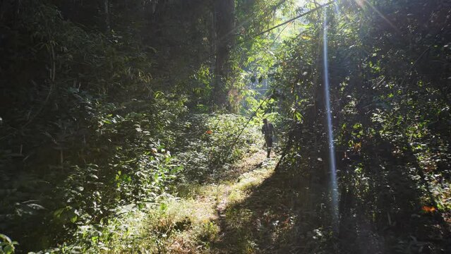Bamboo forest in Thailand is fertile.
