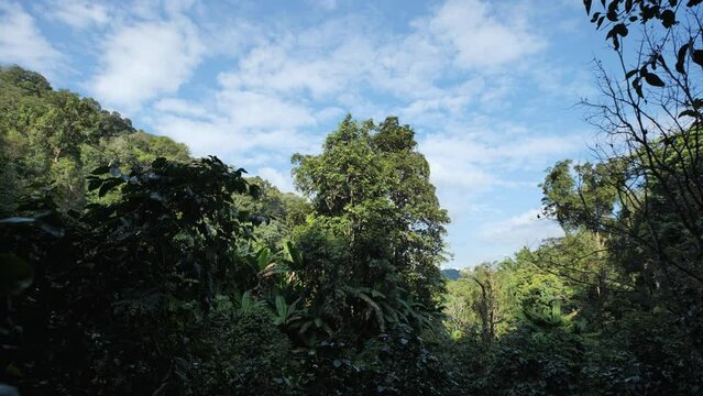 Bamboo forest in Thailand is fertile.