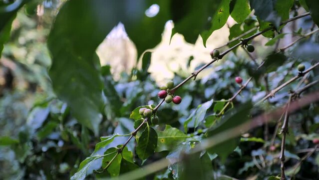 Coffee, ripe red cherries, ready to harvest.