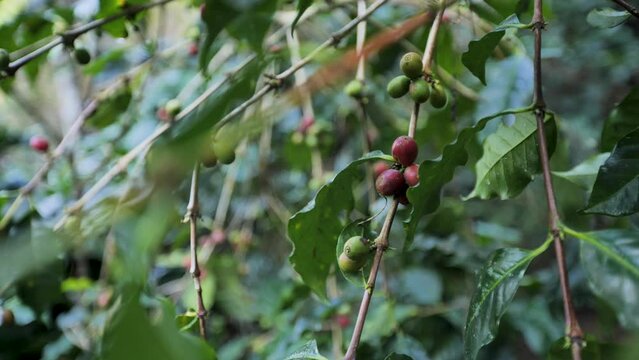 Coffee, ripe red cherries, ready to harvest.