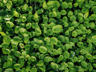 Green spring grass covered the ground with a carpet. Natural background close up, copy space. Leaf texture top view.