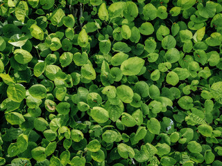 Green spring grass covered the ground with a carpet. Natural background close up, copy space. Leaf texture top view.