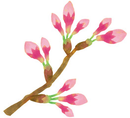 桜の蕾 春の花