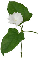 moon flower, ipomoea alba, aka tropical white morning glory or moon vine, beautiful flower with its foliage isolated on white background