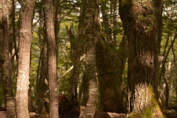Arboles