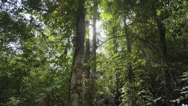 Bamboo forest in Thailand is fertile.