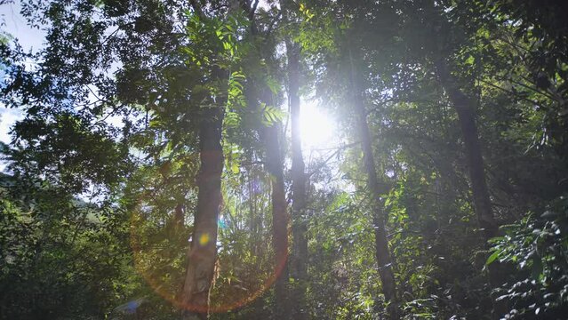 Bamboo forest in Thailand is fertile.