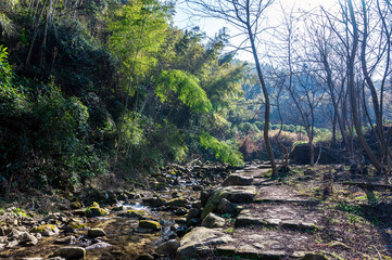 stream in the forest