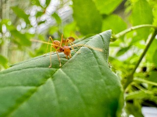 Red ant on leaf in nature macro close-up with green background