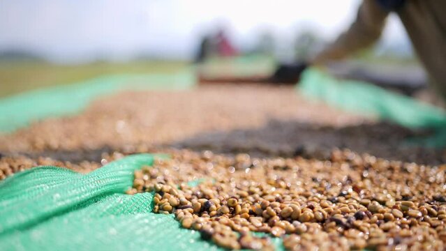 Drying coffee beans in the sun.