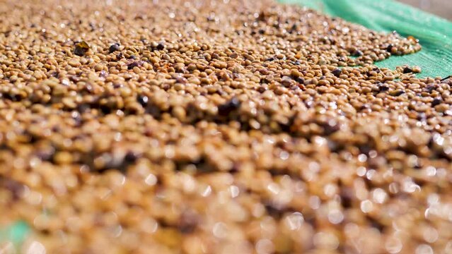 Drying coffee beans in the sun.