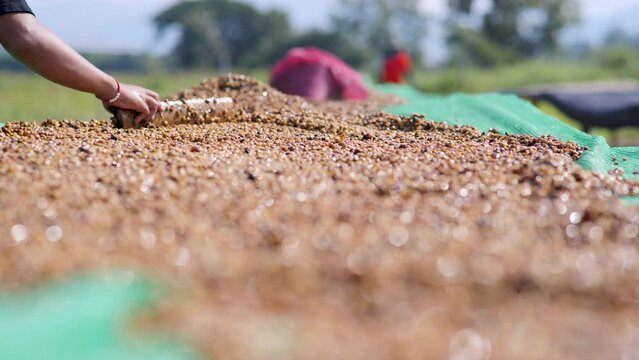 Drying coffee beans in the sun.