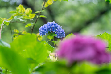 紫色のアジサイ