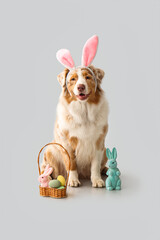 Cute Australian Shepherd dog in bunny ears with Easter eggs and toy rabbits on light background - obrazy, fototapety, plakaty