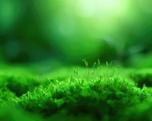 Poster Green moss in the forest with a natural green background © ROKA Creative